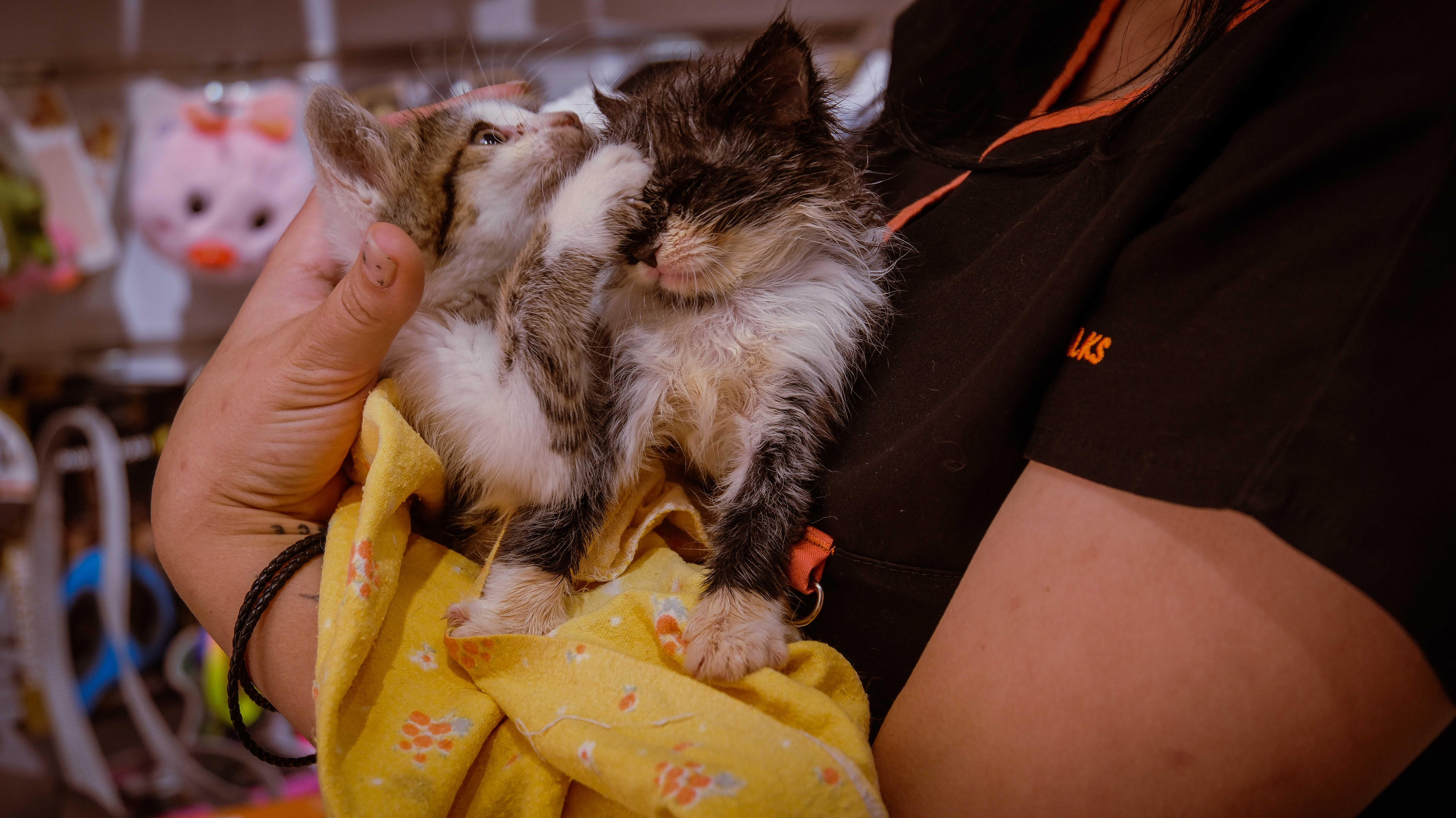 Пациент кошка